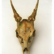 Skull